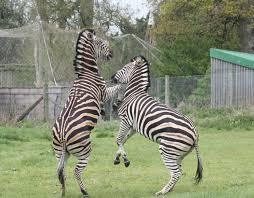 Zoológico de Bristol